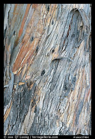 Bark of ucalyptus tree trunk. Burlingame,  California, USA