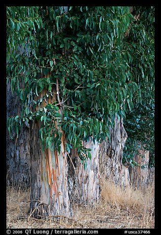 Base of Eucalyptus trees. Burlingame,  California, USA