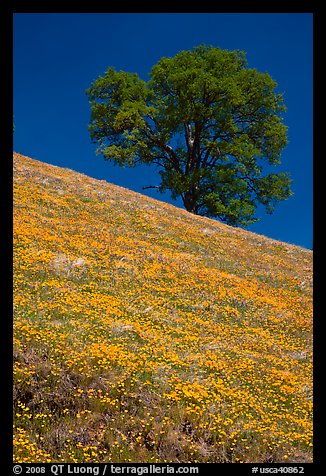 Hillside with California Poppies and oak tree. El Portal, California, USA (color)