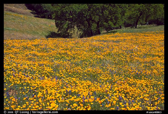 Slope with spring poppies. El Portal, California, USA