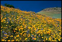 Sierra foothills covered with poppies and lupine. El Portal, California, USA (color)