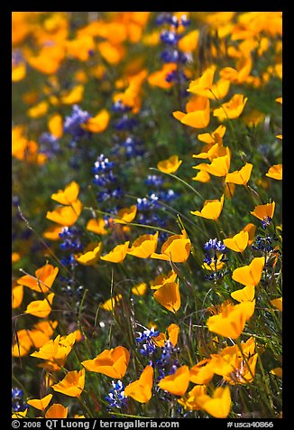 Poppies and lupine. El Portal, California, USA (color)