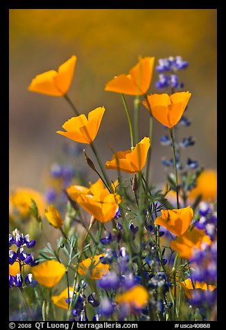 Close-up of California poppies and lupines. El Portal, California, USA