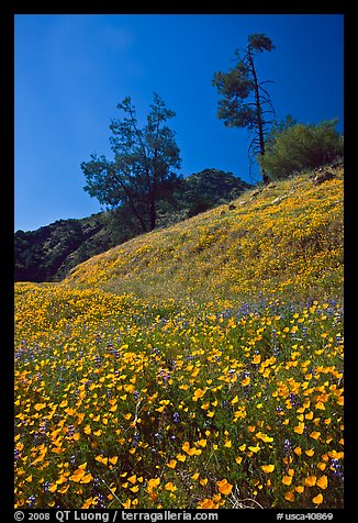 Hills with carpets of flowers and trees. El Portal, California, USA