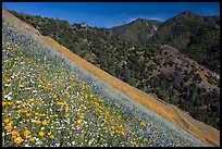 Poppies, popcorn flowers, and lupine on slope. El Portal, California, USA