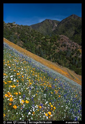 Wildflower blanket and Sierra foothills. El Portal, California, USA (color)