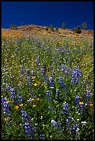 Lupine and hill. El Portal, California, USA (color)