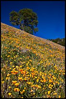 Carpet of poppies and oak tree. El Portal, California, USA