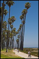 Families riding on beachside pathway. Santa Barbara, California, USA ( color)