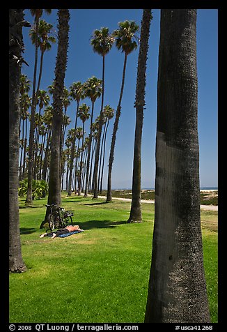 Man with bicycle laying on grass bellow beachside palm trees. Santa Barbara, California, USA