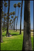 Man with bicycle laying on grass bellow beachside palm trees. Santa Barbara, California, USA ( color)