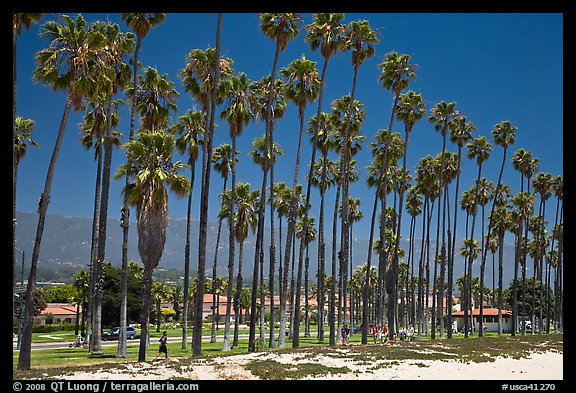 Beachfront and tall palm trees. Santa Barbara, California, USA