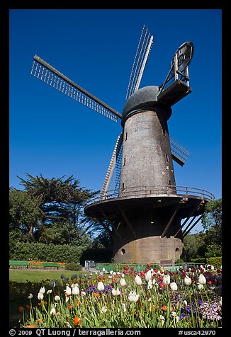 Tulips and Historic Dutch Windmill, Golden Gate Park. San Francisco, California, USA (color)