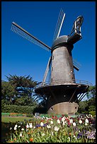 Tulips and Historic Dutch Windmill, Golden Gate Park. San Francisco, California, USA