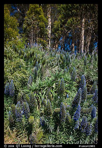 Pride of Madera flowers and eucalyptus trees, Golden Gate Park. San Francisco, California, USA