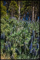 Pride of Madera flowers and eucalyptus trees, Golden Gate Park. San Francisco, California, USA (color)
