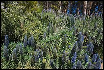 Pride of Madera flower (Echium sp.) and Eucalyptus grove, Golden Gate Park. San Francisco, California, USA (color)