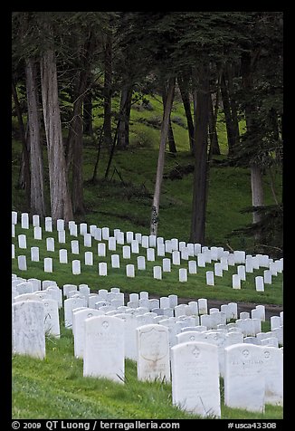 Headsones and forest, San Francisco National Cemetery, Presidio. San Francisco, California, USA