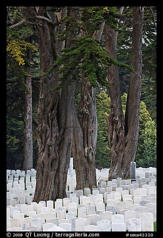 Gravestones and trees, San Francisco National Cemetery, Presidio. San Francisco, California, USA