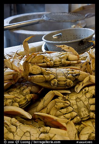 Close-up of crabs, Fishermans wharf. San Francisco, California, USA