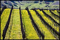 Yellow mustard flowers bloom in spring between rows of grape vines. Napa Valley, California, USA