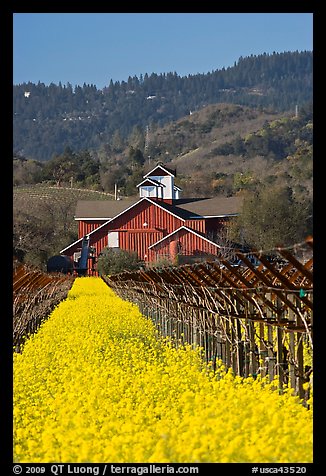 Winery landscape in spring. Napa Valley, California, USA (color)