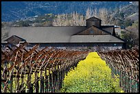 Winery in spring with yellow mustard flowers. Napa Valley, California, USA ( color)