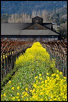 Spring mustard flowers and winery. Napa Valley, California, USA (color)