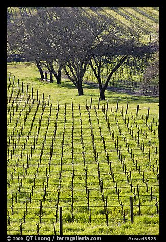 Rows of vines and trees in early spring. Napa Valley, California, USA (color)