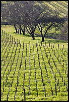 Rows of vines and trees in early spring. Napa Valley, California, USA (color)