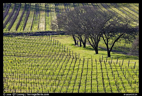Vineyard in spring seen from above. Napa Valley, California, USA