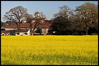 Field of yellow mustard and winery. Sonoma Valley, California, USA