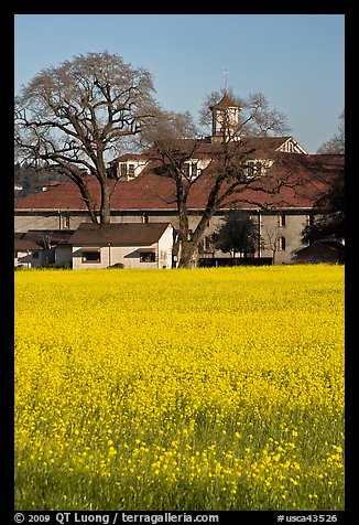 Yellow mustard flowers field and winery. Sonoma Valley, California, USA