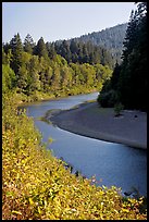 Eel River near Avenue of the Giants. California, USA ( color)