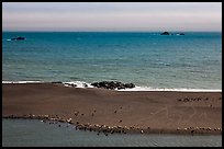 Marine mammals on sand spit from above, Jenner. Sonoma Coast, California, USA (color)