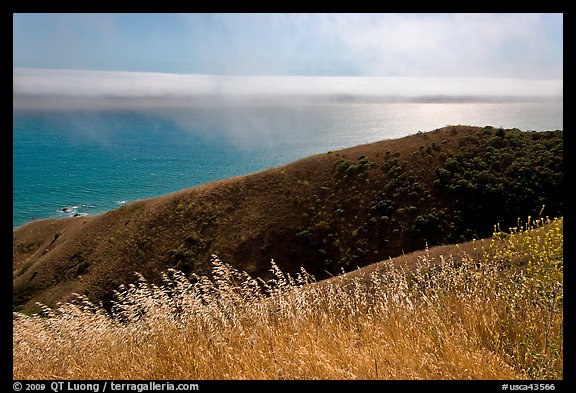 Summer grasses, hill, and ocean shimmer. Sonoma Coast, California, USA