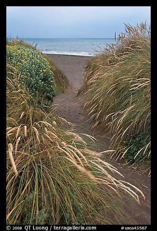 Path amongst dune grass and Ocean, Manchester State Park. California, USA