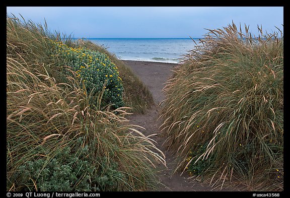 Dune grass and Ocean at dusk, Manchester State Park. California, USA