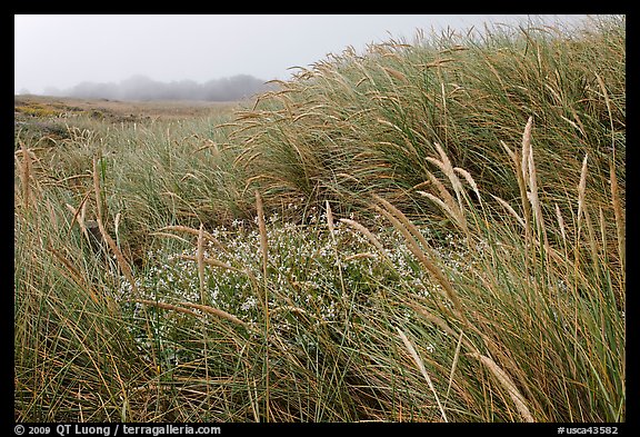Tall grasses and fog, Manchester State Park. California, USA (color)