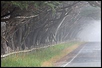 Rural road in fog. California, USA ( color)