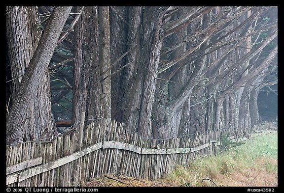 Wooden fence and trees in fog. California, USA