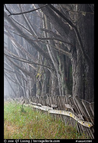 Trees in fog by weathered fence. California, USA