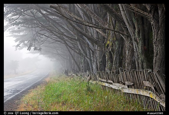 Fence, trees, and road in fog. California, USA (color)