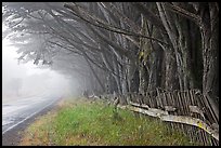 Fence, trees, and road in fog. California, USA ( color)