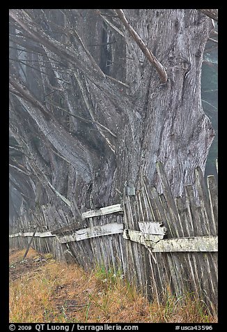 Twisted trees and old fence in fog. California, USA