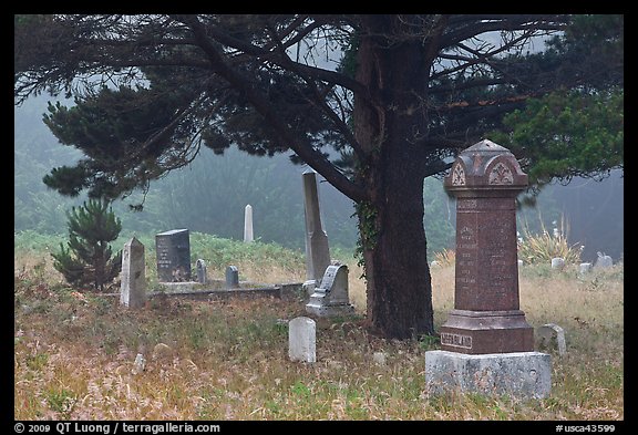 Pine tree and tombs in fog, Manchester. California, USA