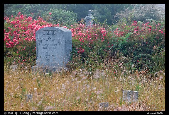 Headstone and wildflowers in fog, Manchester. California, USA