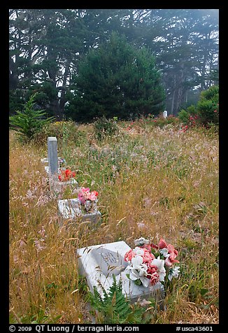 Graves in fog, Manchester. California, USA (color)