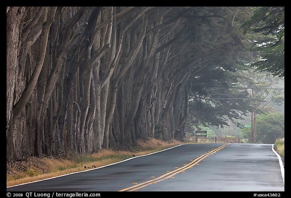 Tree tunnel in fog. California, USA