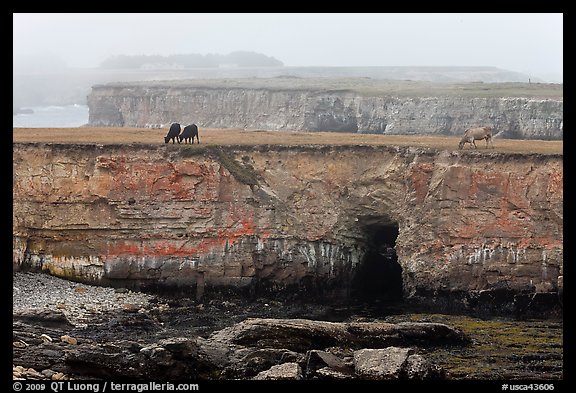 Coastal cliffs and cows in fog. California, USA (color)